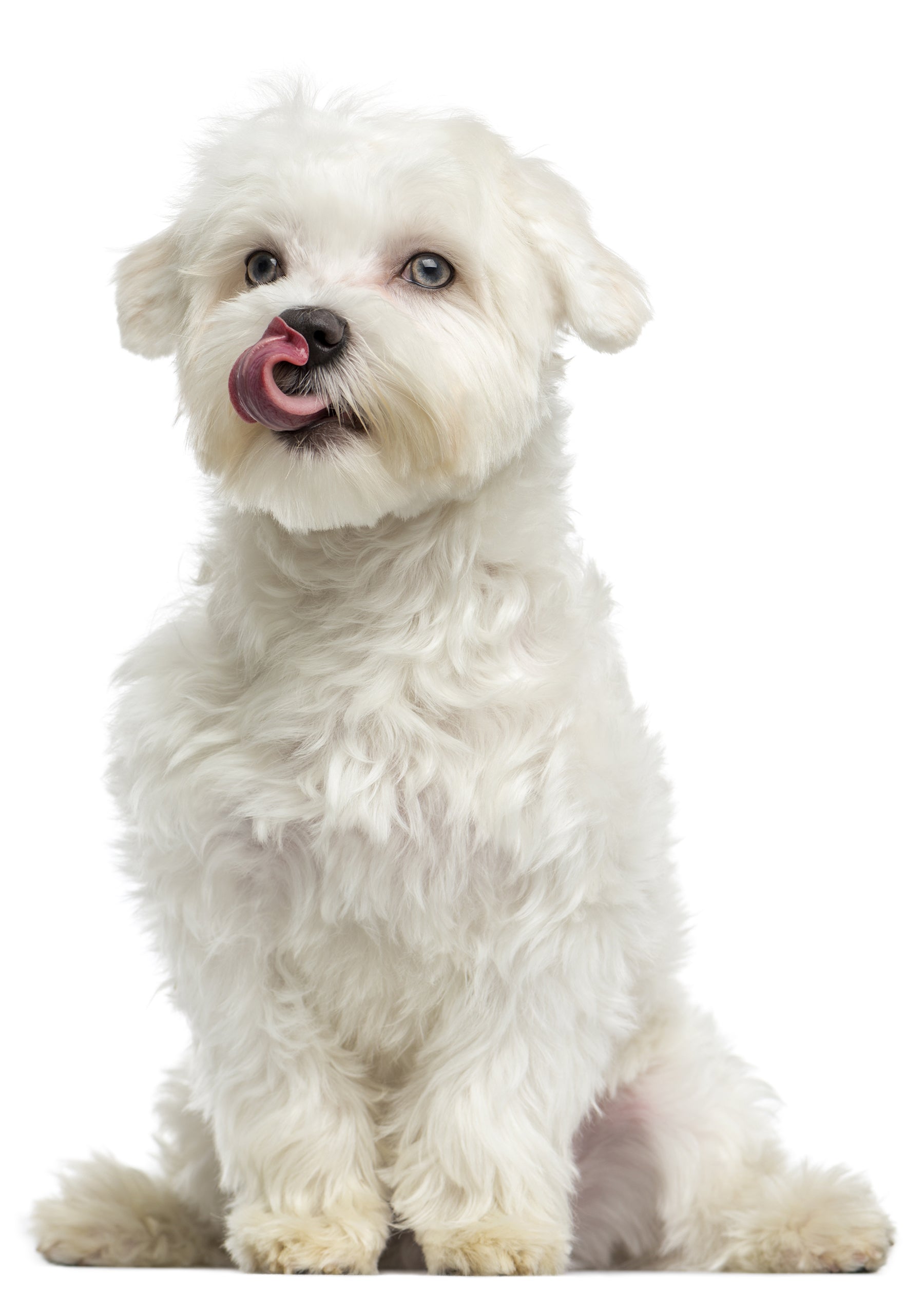 A small white dog licking its lips, looking at the camera.