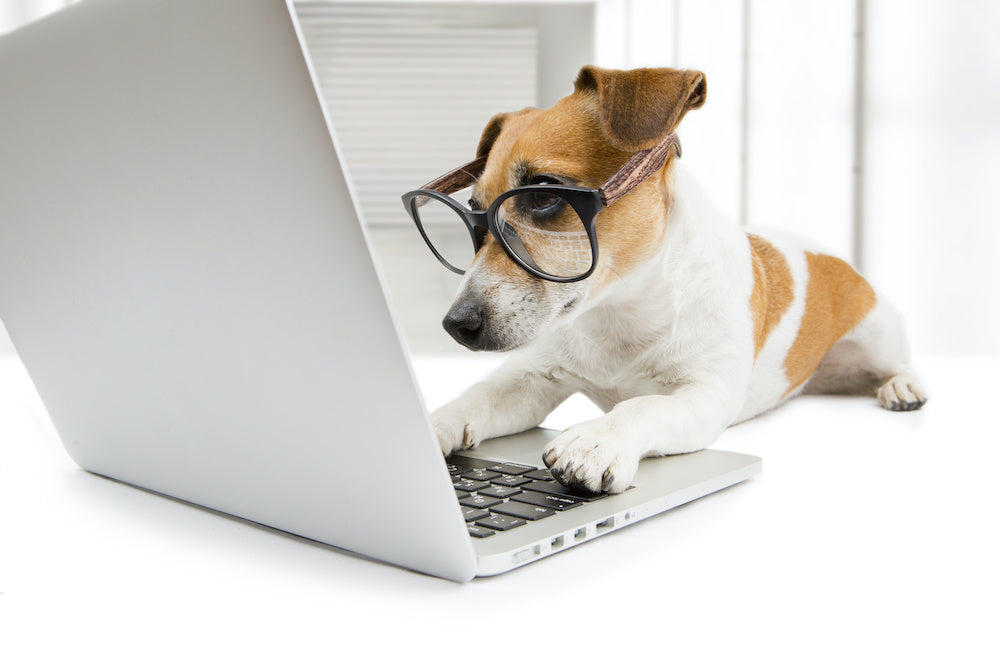 An image of a dog with glasses looking at a laptop.