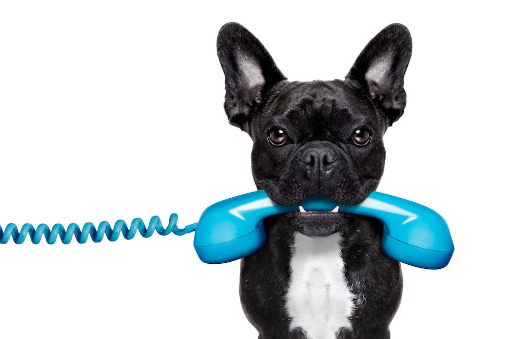 An image of a small dog holding a phone in its mouth.
