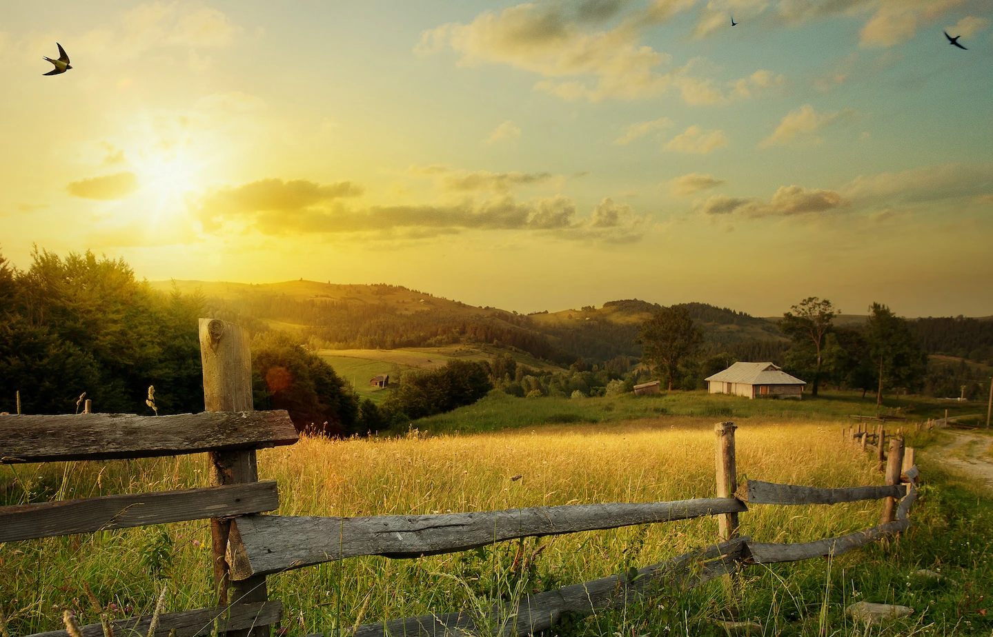 Image of a sunset over a field with birds flying in the sky. 