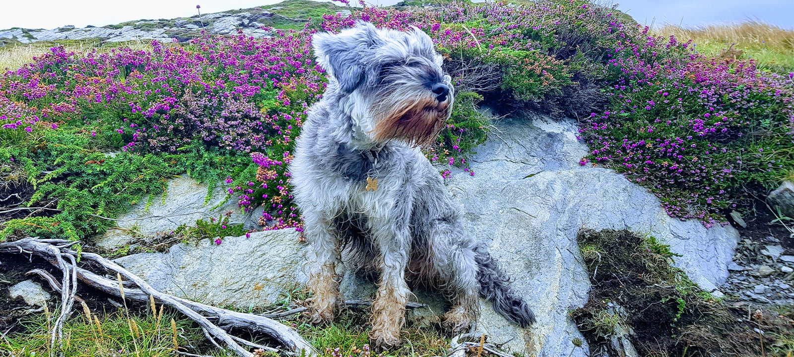 Small dog in a field with flowers, looking off into the horizon.