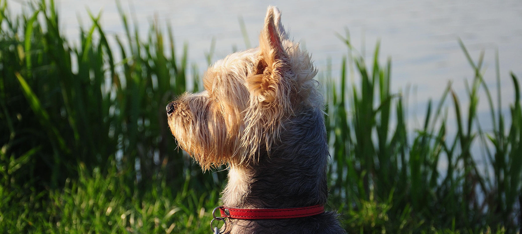 A Yorkie looking off into the distance, sitting outside in the grass.