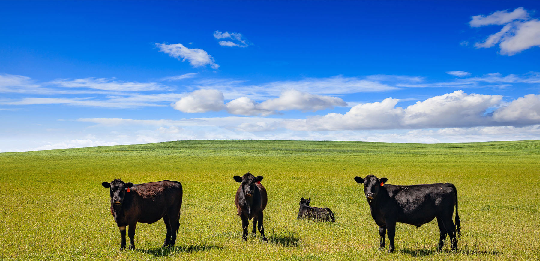 A sunny field of black cows against a bright blue sky.