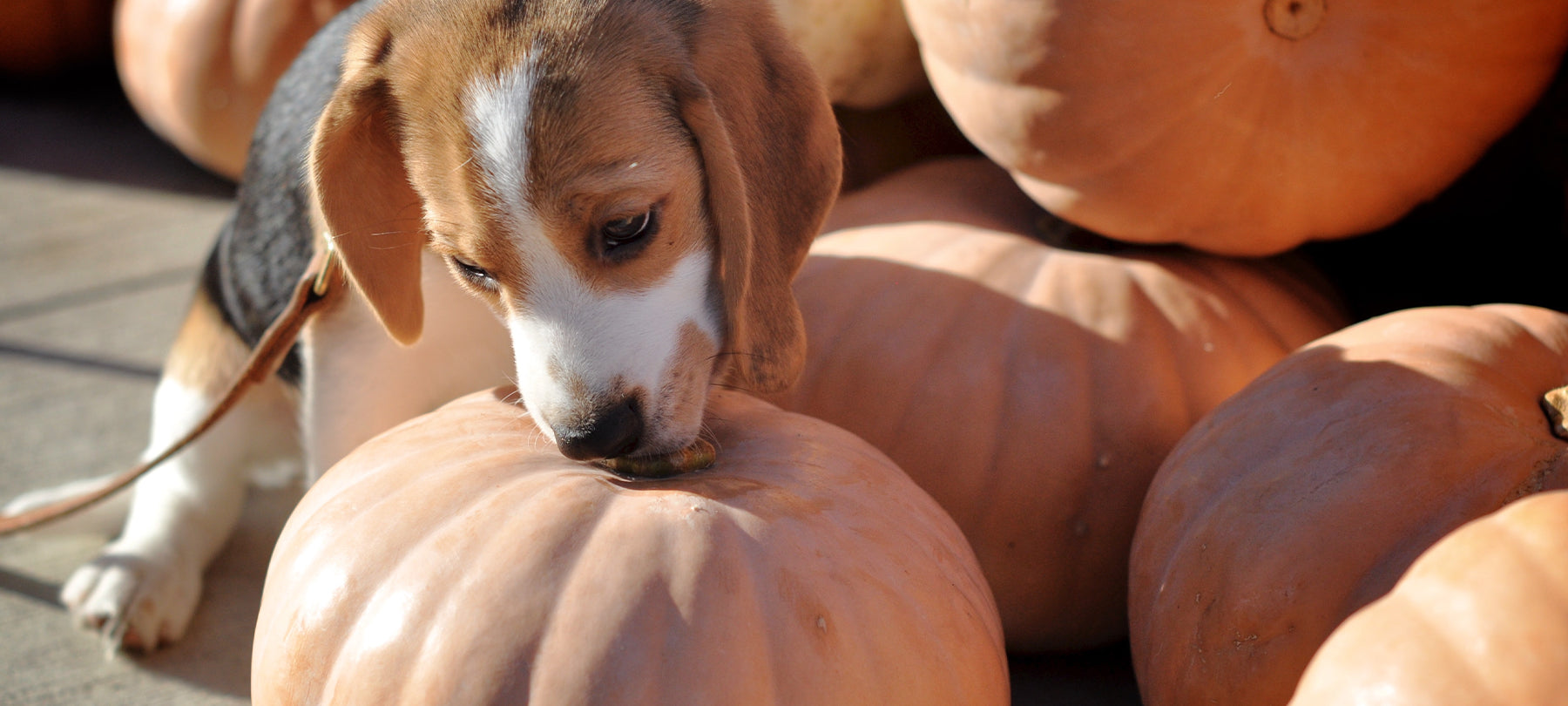 Small dog licking the stem of a pumpkin.