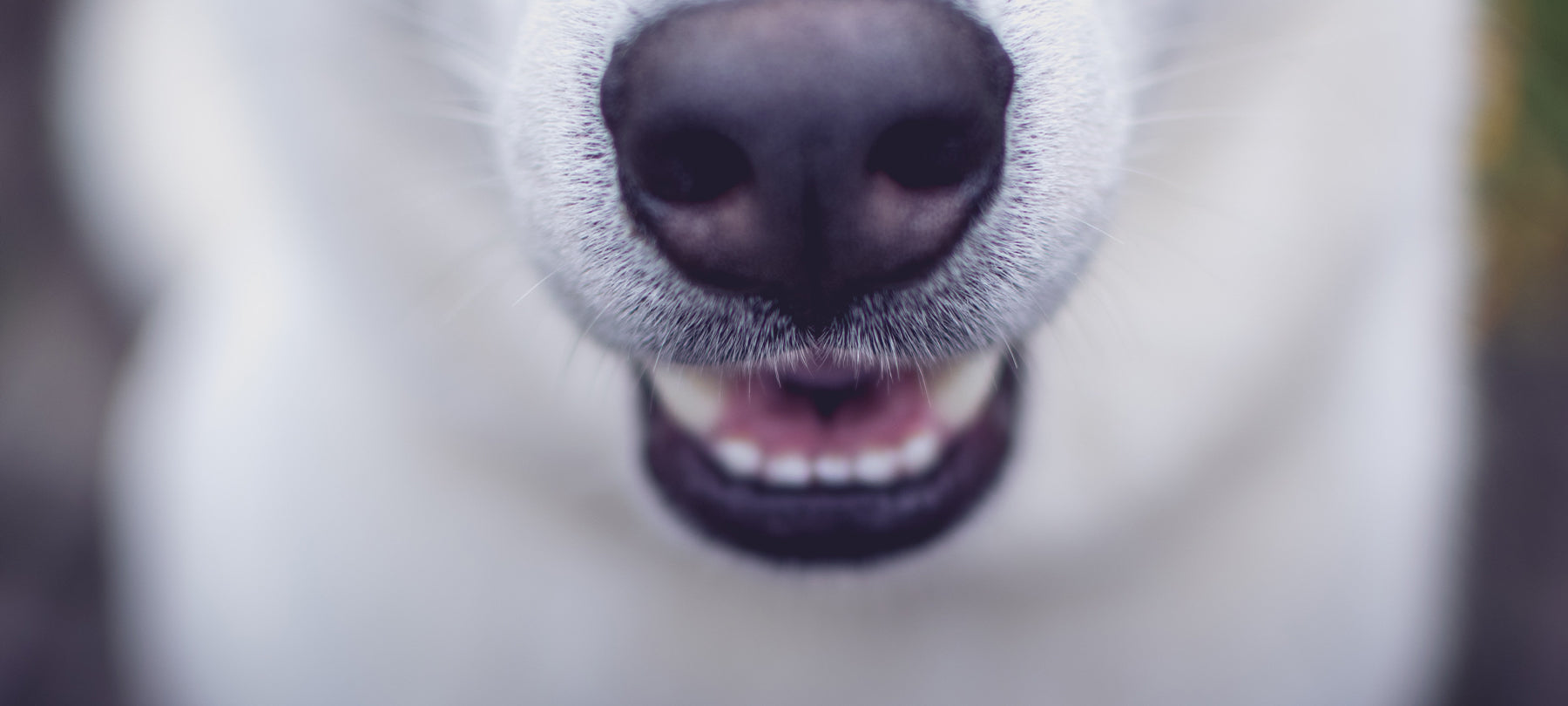 Close-up of a dog's nose.
