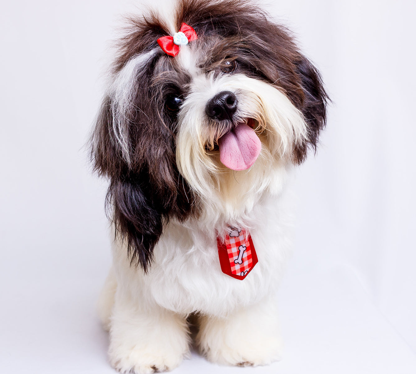 A dog sitting with a bow in its hair and a bowtie.