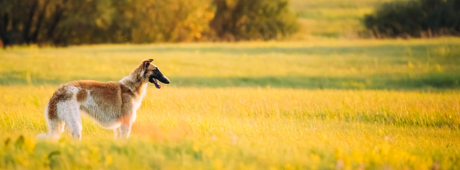 A dog in a field of grass at sunset.