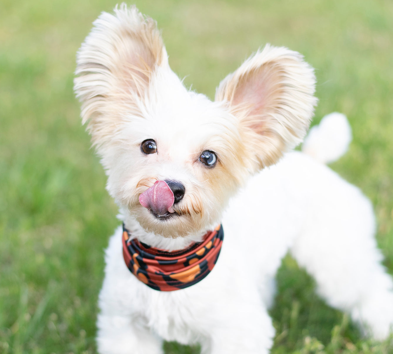Dogs with allergies