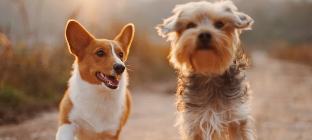 Two small dogs, appearing to race as the sun sets in the background.