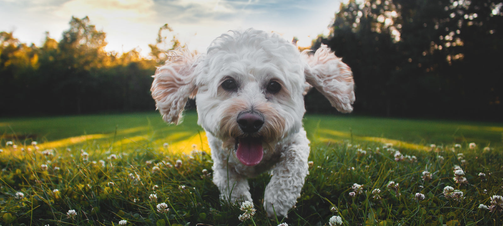 Small white dog running through a field of flowers at susnet.