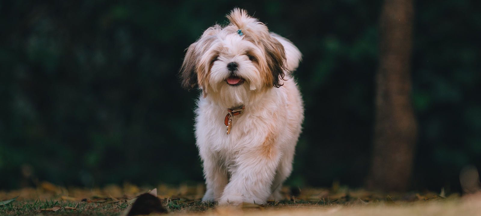 Small dog in a field, running towards the camera.