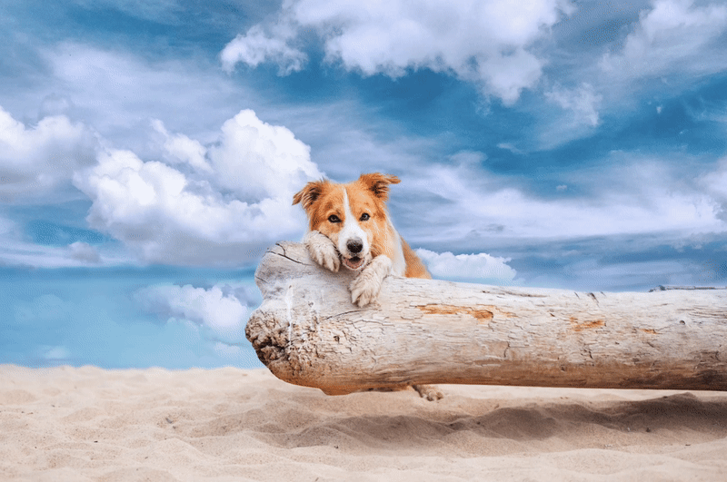 A dog on the beach, leaning against a beach log. 
