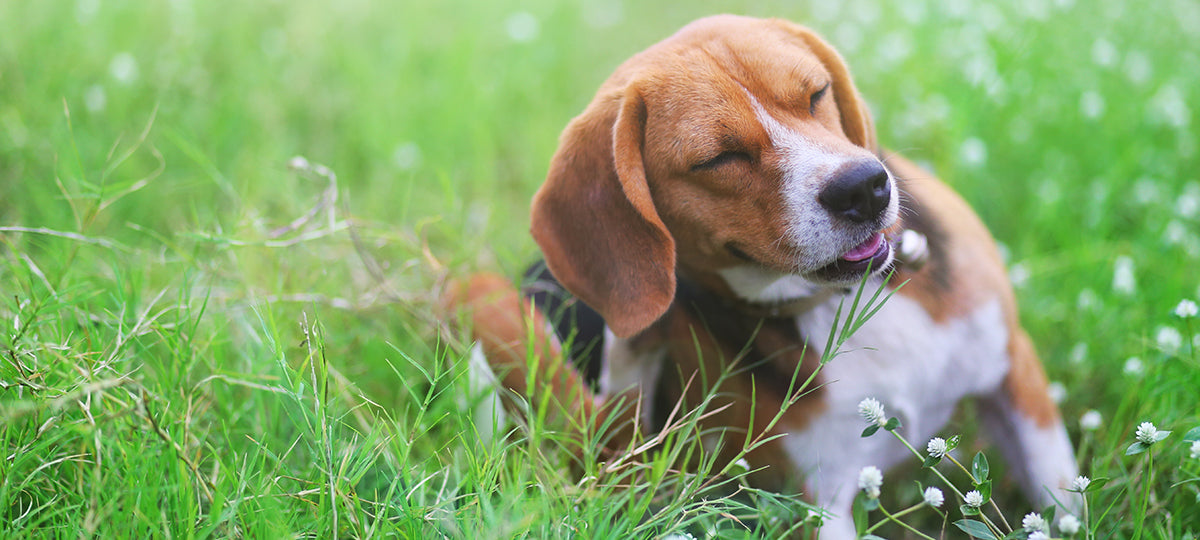 A small dog scratching its ear.