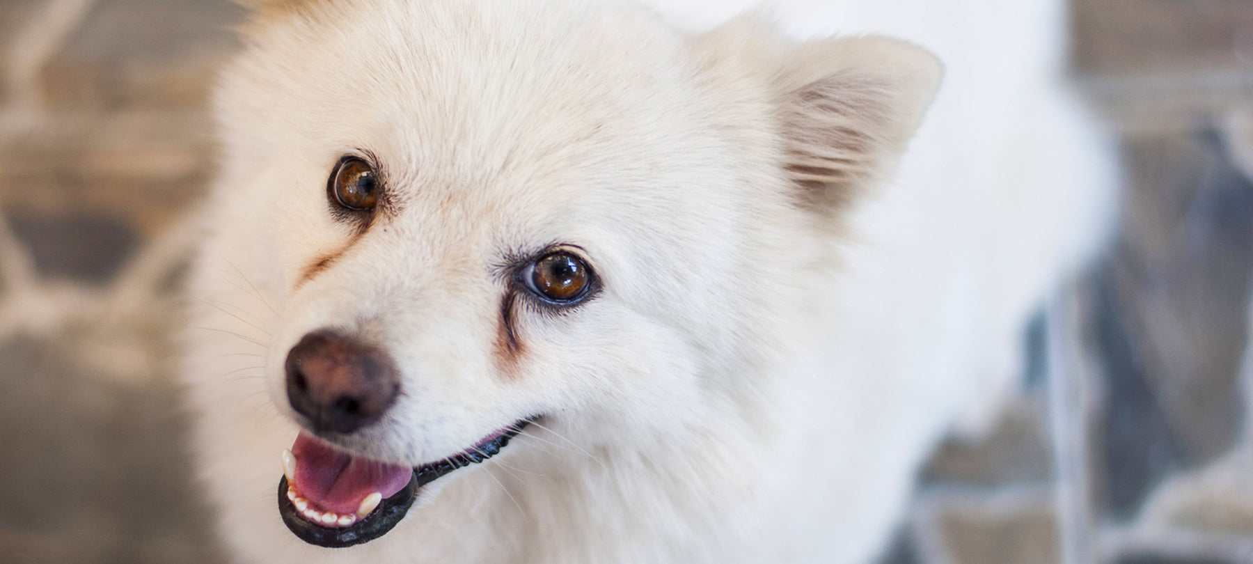 Small white dog with rusty tear stains.