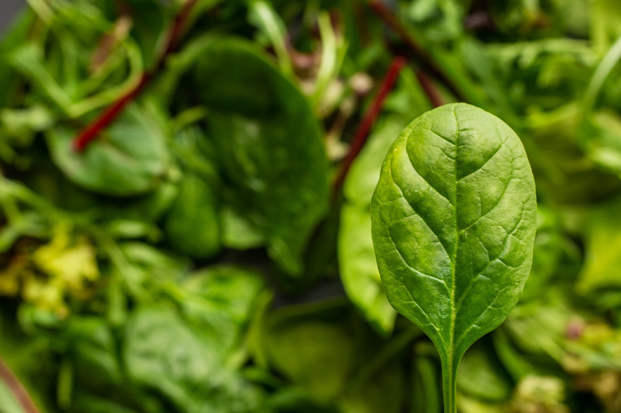 Different leaves of spinach, showing that different ingredients yield different results.