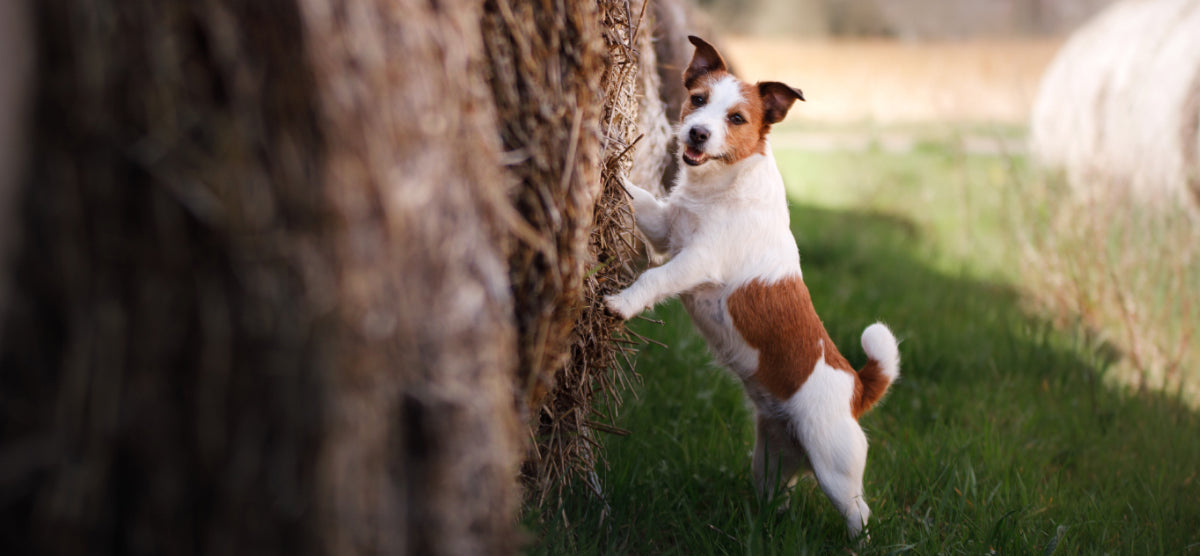 A dog outside leaning up against a hay bale.
