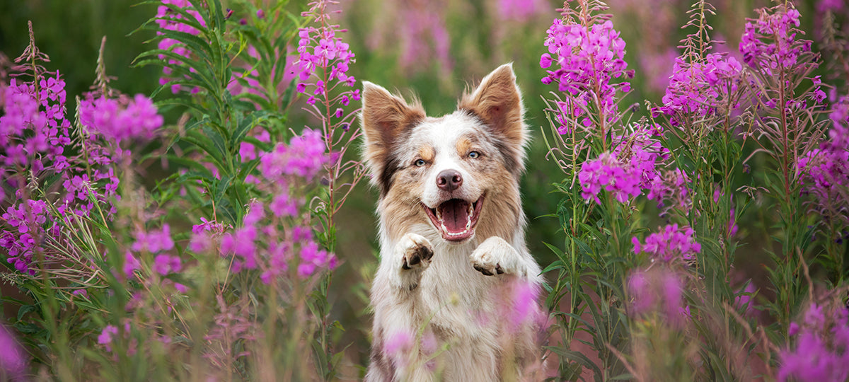 A dog sitting in a field of flowers, its paws raised, almost smiling.