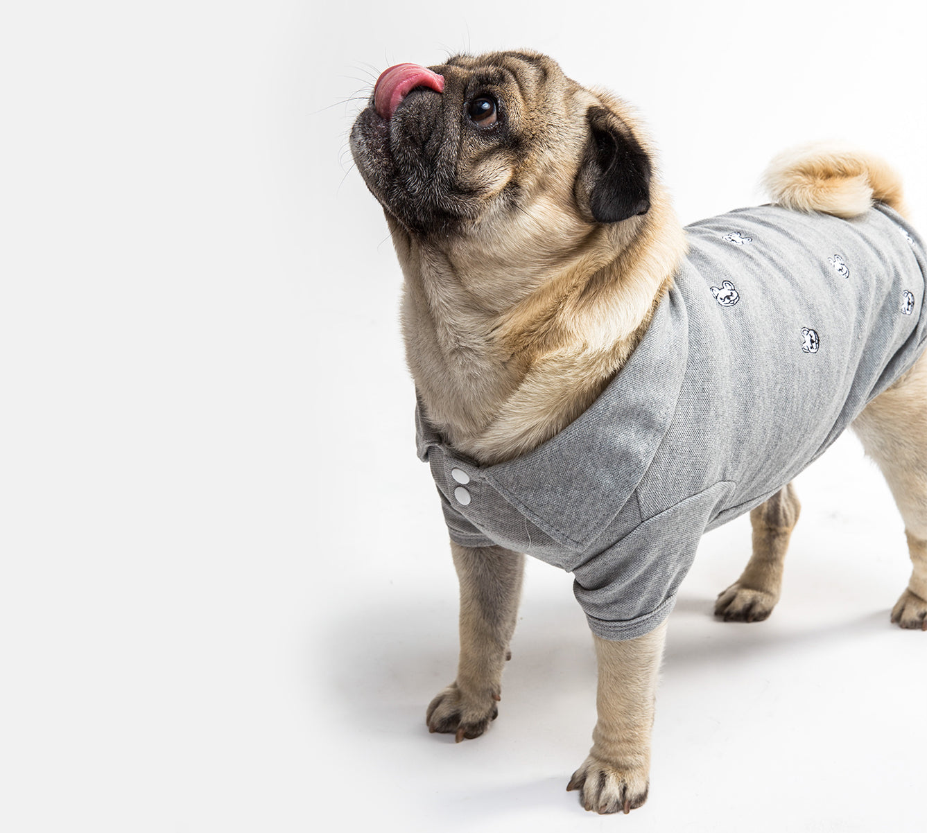 A small dog licking its nose looking up.