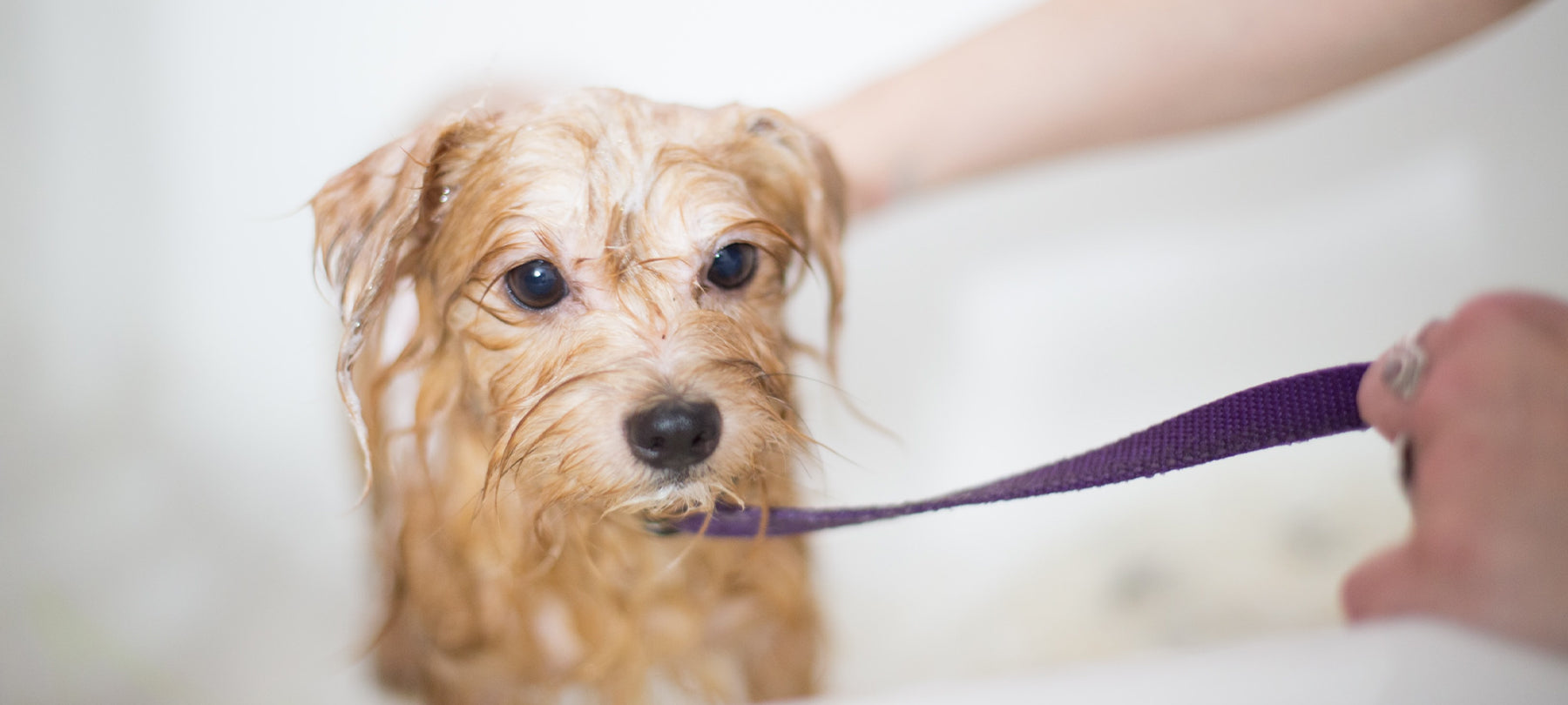 Small dog getting a bath.