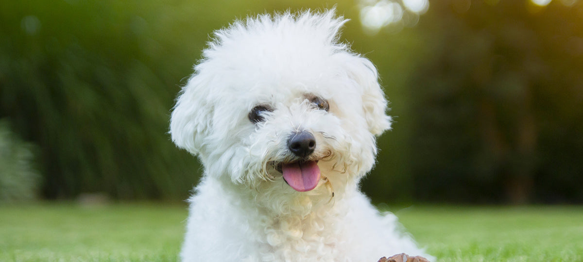 A small white dog with what appers to be stains on its face.