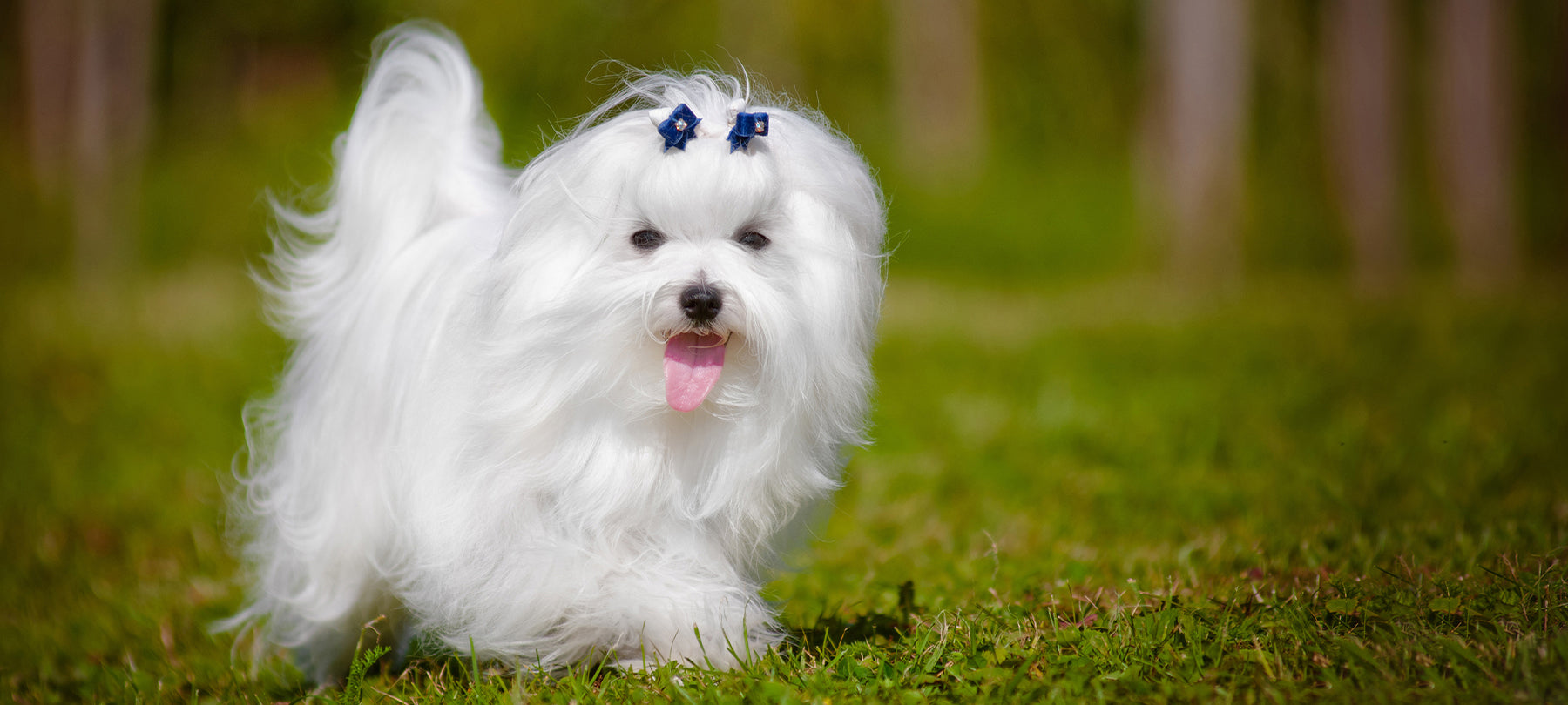 Small white dog running outside