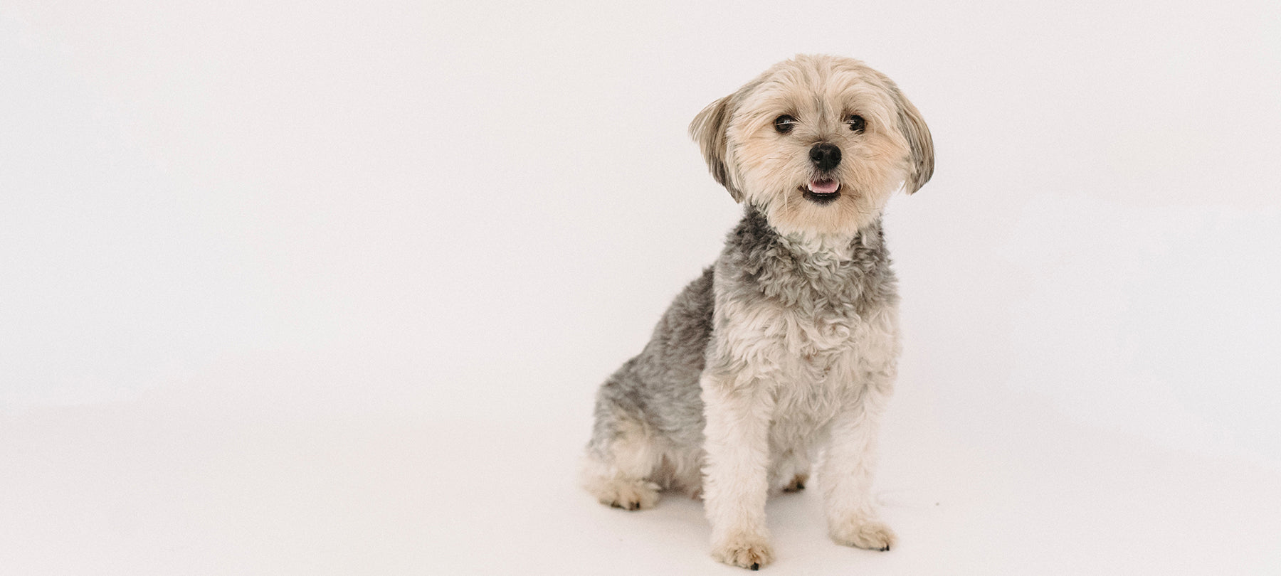 Small dog on a white background.