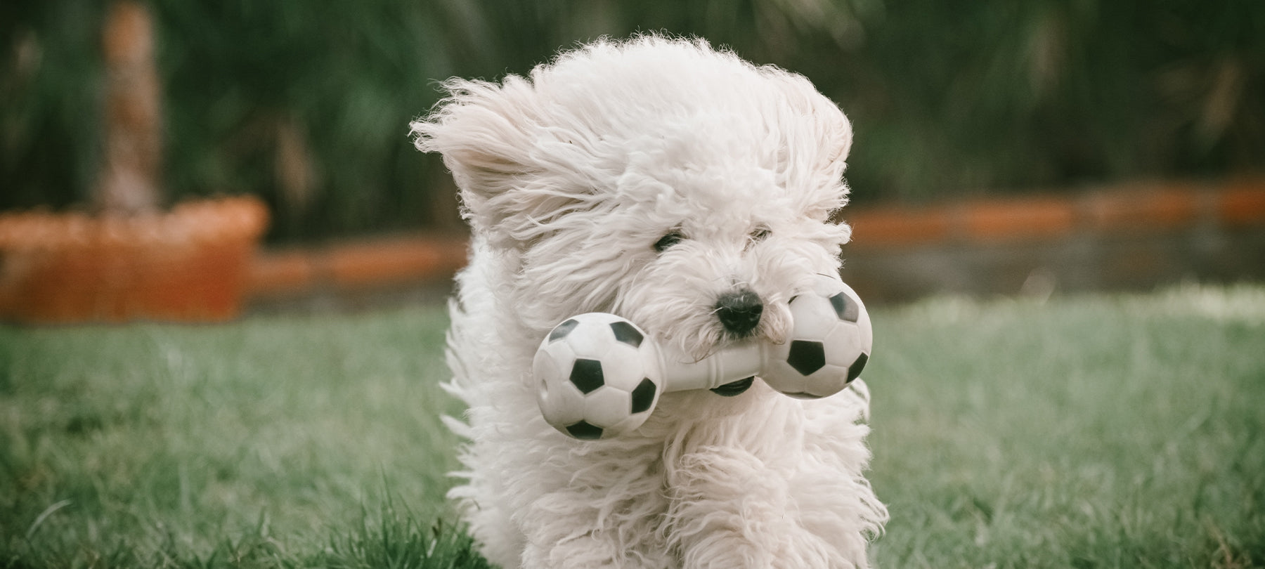 Small white dog with a toy in its mouth.