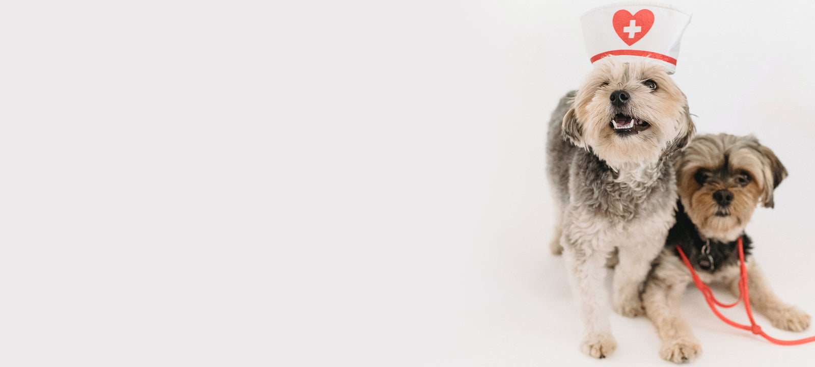 Small dogs wearing a medicine hat.